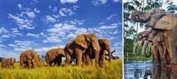 Knysna Elephant Park