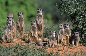 African Blue Sky