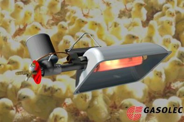 Chicken Shack Agencies