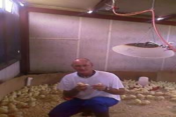 Chicken Shack Agencies