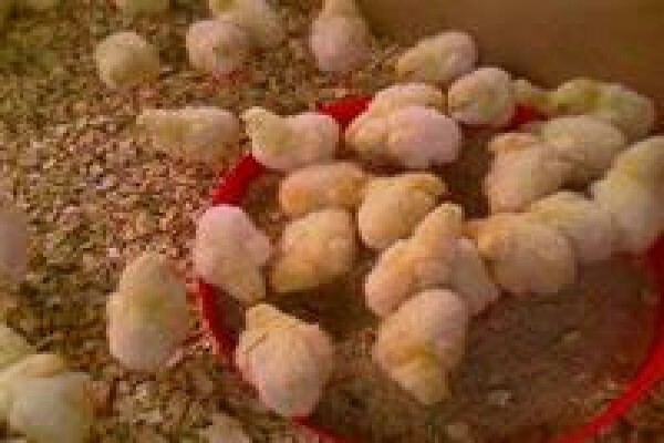 Chicken Shack Agencies