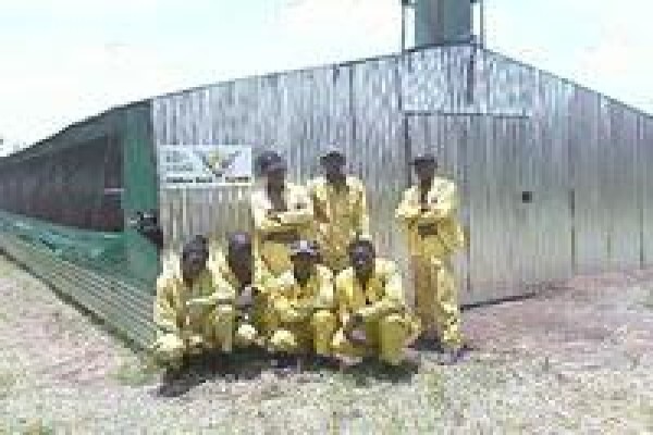 Chicken Shack Agencies