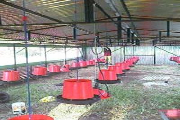 Chicken Shack Agencies
