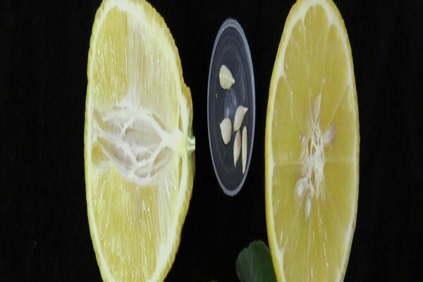Citrusres