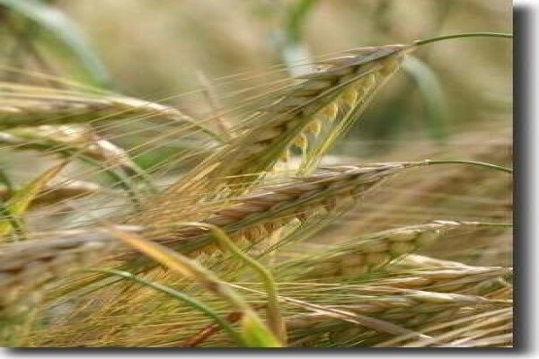Fertplan