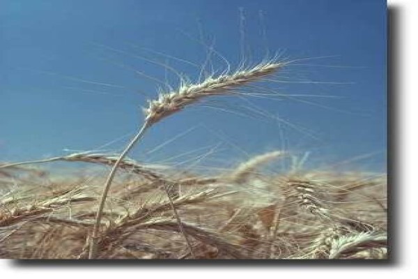 Fertplan