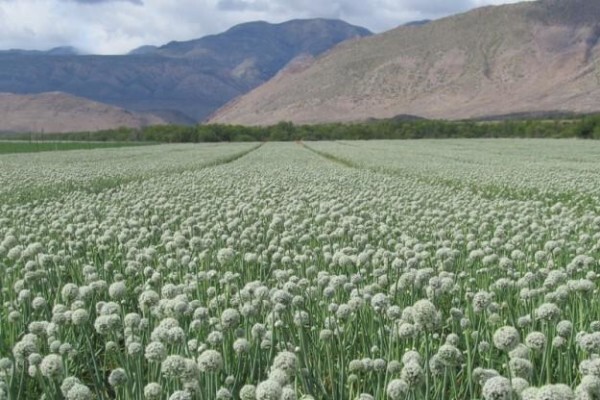 Klein Karoo Seed Production
