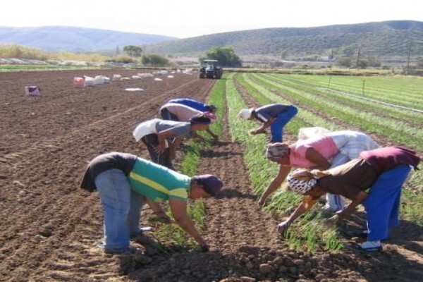 Klein Karoo Seed Production