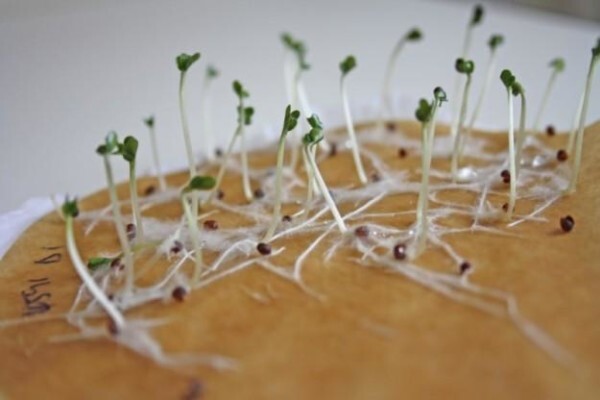 Klein Karoo Seed Production