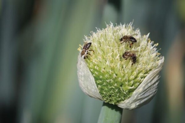 Klein Karoo Seed Production