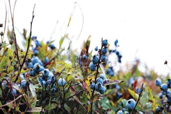 Maine Farmland Trust