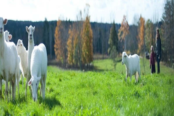 Maine Farmland Trust