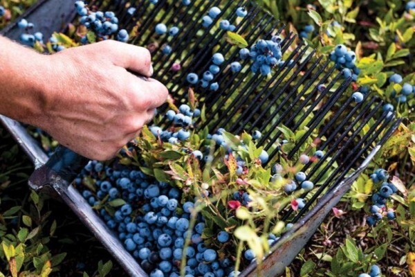 Maine Farmland Trust
