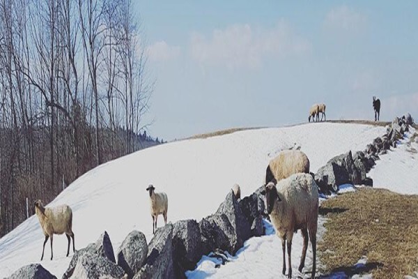 Maine Farmland Trust