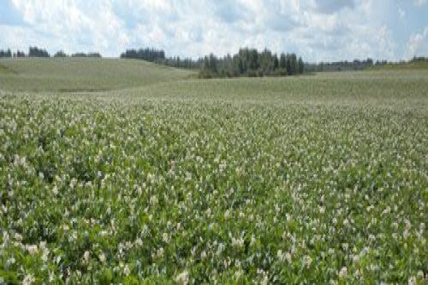 Maine Farmland Trust