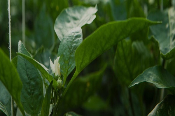 Vegtech