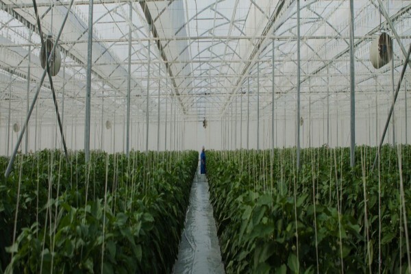 Vegtech