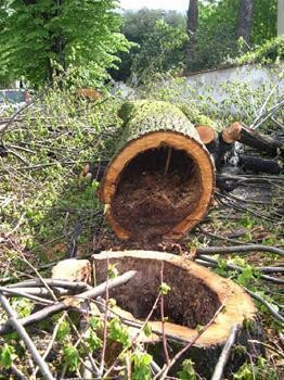 Unlimited Tree Care