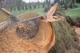 Unlimited Tree Care