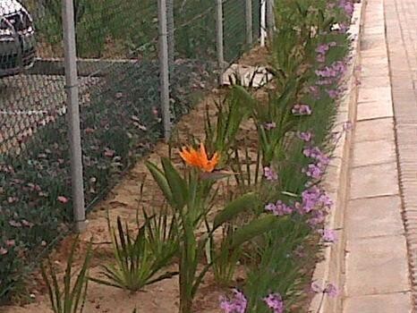 Picket Lane Landscaping