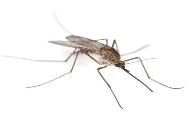 Shavron Pest Control