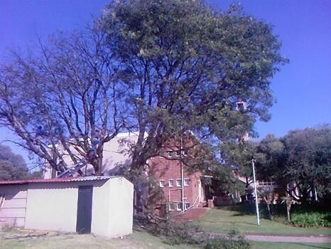 Andre Tree Felling
