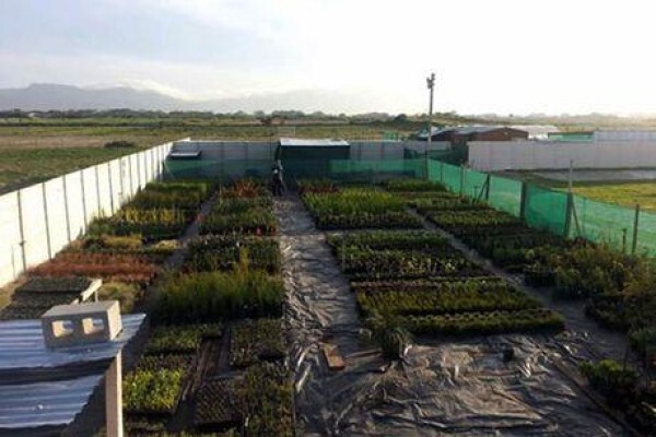 Disa Irrigation