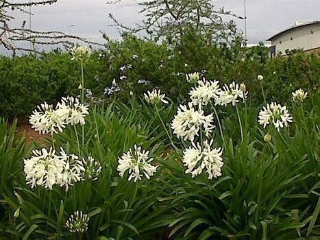 Picket Lane Landscaping
