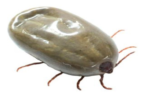 Shavron Pest Control