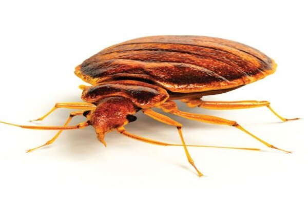 Shavron Pest Control