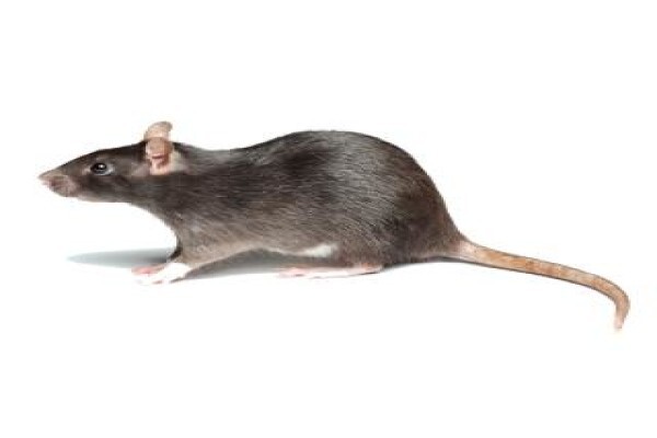 Shavron Pest Control