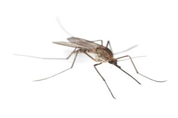 Shavron Pest Control