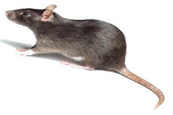Shavron Pest Control