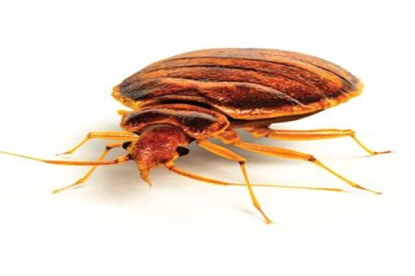 Shavron Pest Control