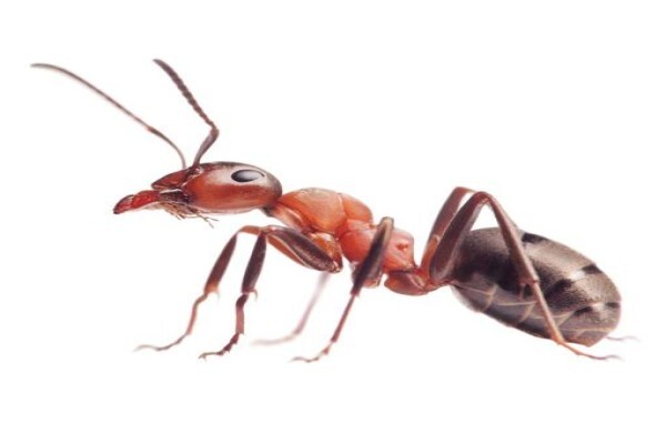 Shavron Pest Control