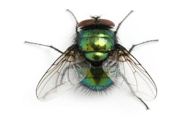 Shavron Pest Control