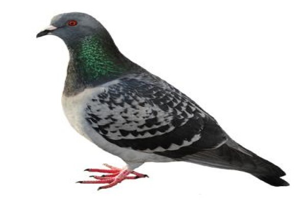 Shavron Pest Control
