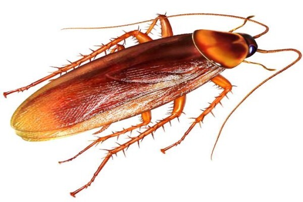 Shavron Pest Control