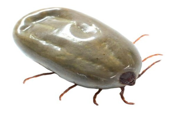 Shavron Pest Control
