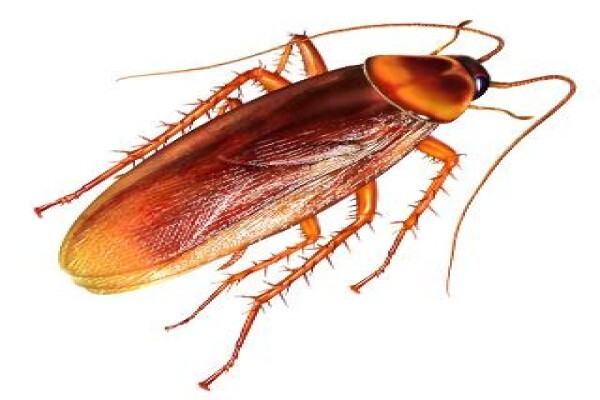 Shavron Pest Control