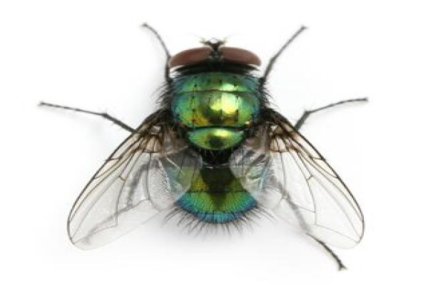 Shavron Pest Control