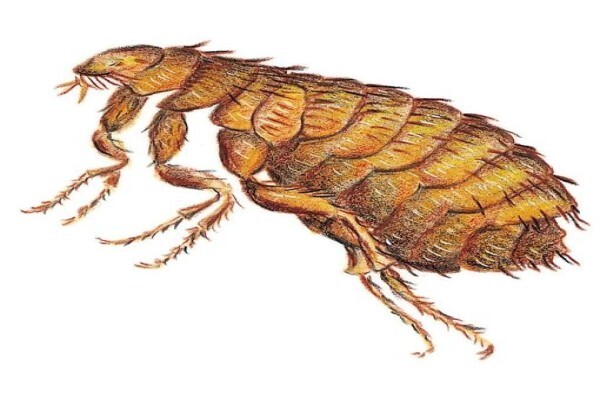 Shavron Pest Control