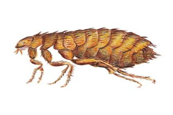 Shavron Pest Control