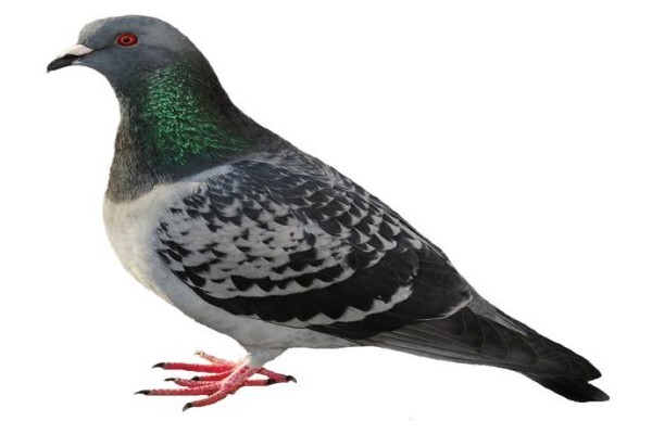 Shavron Pest Control