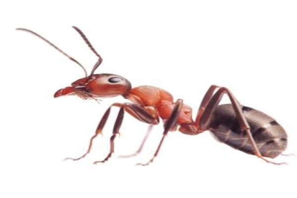 Shavron Pest Control
