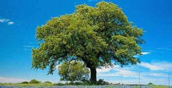 Unlimited Tree Care