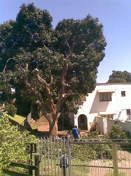 Johns Tree Felling