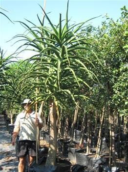 Cjm Growers