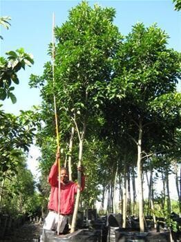 Cjm Growers