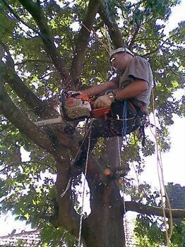 Johns Tree Felling
